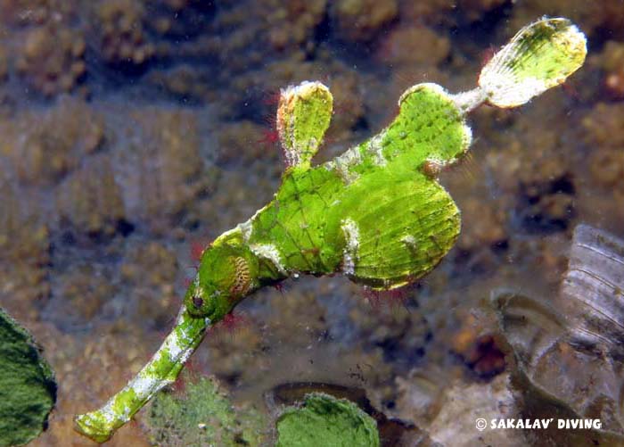 differents diving sites Madagascar